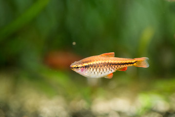 Puntius titteya female aquarium fish swimming against green diffuse background