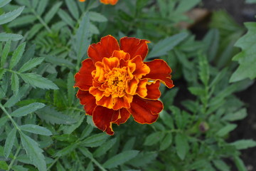 Marigolds. Tagetes. Flowers yellow or orange. Garden. Fluffy buds. Green leaves. Growing flowers. Horizontal photo