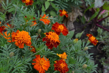 Marigolds. Tagetes. Flowers yellow or orange. Green leaves. Garden. Flowerbed. Growing flowers. Horizontal photo
