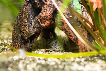 Three stripe corydoras aquarium fish hidden under a rock