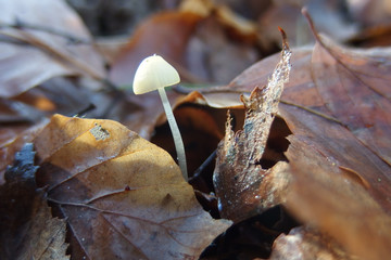 Mały biały grzyb na długiej nóżce wśród jesiennych liści - obrazy, fototapety, plakaty