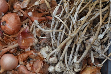 Onion garlic. Allium cepa. Allium sativum. Close-up. Farm. Field. Harvesting