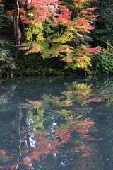 colored maple trees, momijis, in autumn , at Kenroku en garden in Kanazawa  Japan