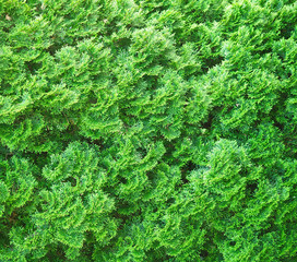 Juniperus chinensis. Juniper, evergreen trees green background. Coniferous plant in the genus Juniperus of the cypress family Cupressaceae. Lush foliage in an arboretum