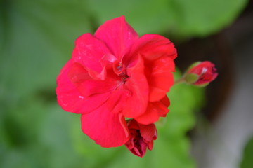 Fototapeta premium Pelargonium. Garden plants. Geranium pink. Flowers. Useful houseplant. Beautiful inflorescence. Close-up. Horizontal photo. On blurred background