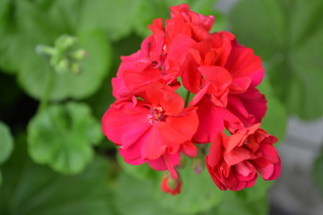 Pelargonium. Garden plants. Geranium pink. Flowers. Useful houseplant. Beautiful inflorescence. Close-up. On blurred background