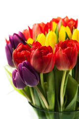 Colorful bright tulips on light background