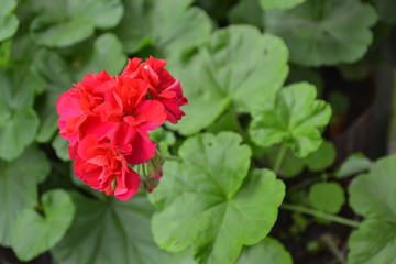 Pelargonium. Garden plants. Geranium pink. Useful houseplant. Beautiful inflorescence. Close-up. Horizontal photo. On blurred background