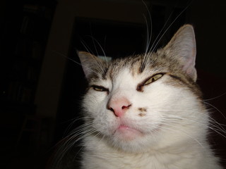 Beautiful cat white with gray spots stares with his eyes closed. Pets Pets