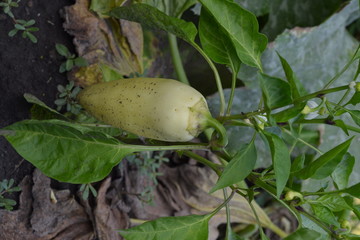 Obraz premium Pepper. Capsicum annuum. White pepper. Pepper growing in the garden. Garden. Field. Cultivation of vegetables. Agriculture. Vertical