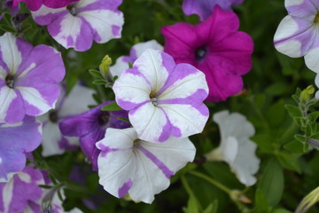 Petunia. Stimoryne. Petunia nyctaginiflora. Delicate flower. Flowers are white with purple. Bushes petunias. Green leaves. Garden. Flowerbed. Beautiful plants. Horizontal photo