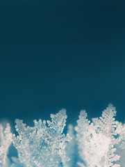 Winter fairy tale, macro image of ice crystals. Frost in the form of trees, the unusual shape of snowflakes close-up on a blue background. Background of snow crystals and ice. Winter landscape