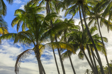Fototapeta na wymiar Palm background from Hawaii
