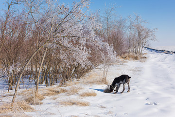 Drathaar in winter,  A hunting dog walks along the trail