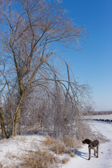 Drathaar in winter,  A hunting dog walks along the trail