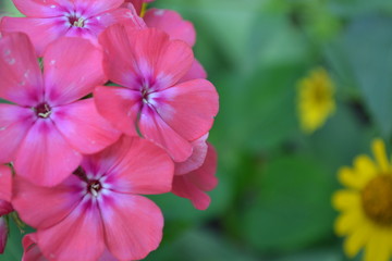 Phlox. Polemoniaceae. Beautiful inflorescence. Flowers pink. Nice smell. Floriculture. On blurred background. Close-up. Horizontal photo