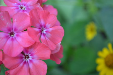 Phlox. Polemoniaceae. Beautiful inflorescence. Flowers pink. Nice smell. Floriculture. On blurred background. Close-up. Horizontal