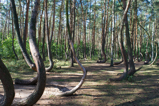 Warped trees of the Crooked Forest, Krzywy Las, in western Poland