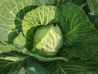 Fototapeta premium A head of cabbage with large green leaves growing in the garden on a Sunny summer day