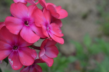 Fototapeta na wymiar Phlox. Polemoniaceae. Beautiful inflorescence. Flowers pink. Nice smell. Growing flowers. Flowerbed. On blurred background. Close-up. Horizontal photo