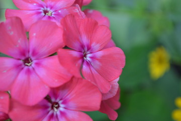 Phlox. Polemoniaceae. Beautiful inflorescence. Flowers pink. Nice smell. Growing flowers. On blurred background. Close-up. Horizontal photo
