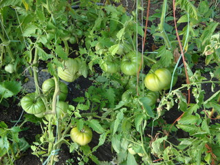 Bed with unripe green tomatoes. In large numbers, tied up on trellises.
