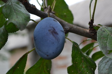 Plum. Prunus. Plums on a branch. Among the green leaves. Close-up. Horizontal