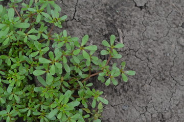 Purslane. Portulaca oleracea. Purslane grows in the garden. Garden. Field. Growing. Agriculture. Horizontal photo