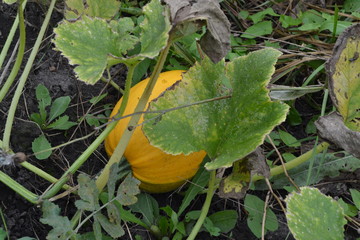 Pumpkin growing in the vegetable garden. Cucurbita. Pumpkin yellow