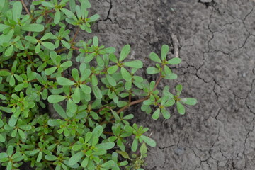 Purslane. Portulaca oleracea. Purslane grows in the garden. The green oval leaves. Field. Growing. Agriculture. Horizontal photo