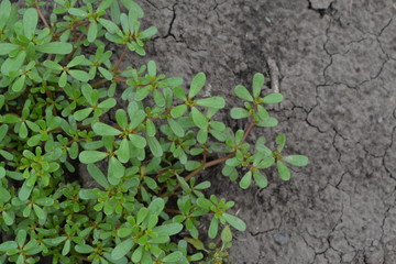 Purslane. Portulaca oleracea. Purslane grows in the garden. The green oval leaves. Field. Growing. Agriculture. Horizontal