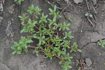 Purslane. Portulaca oleracea. Purslane grows in the garden. The green oval leaves. Treatment plant. Garden. Field. Horizontal photo