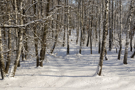Fototapeta winter frozen birch woods in morning light