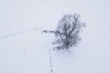 Aerial view of isolated tree in winter landscape, ground covered with snow