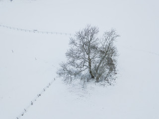 Aerial view of isolated tree in winter landscape, ground covered with snow