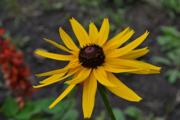 Rudbeckia. Perennial. Similar to the daisy. Tall flowers. Flowers are yellow. It's sunny. Garden. Flowerbed. On blurred background. Horizontal