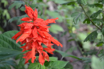 Salvia. Salvia splendens. Flower red. Heat-loving plants. Annual plant. Beautiful flower. Garden. Flowerbed. Growing flowers. Horizontal