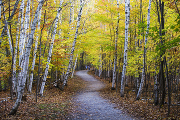 Obraz premium birch forest in autumn