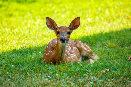 Whitetail fawn laying in grass