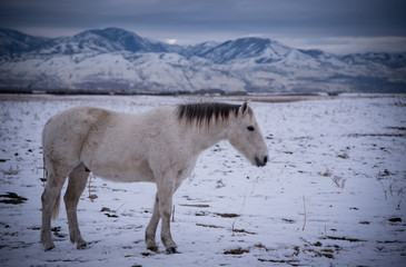 Fototapeta na wymiar Closeup view of a horse in a snowy mountain landscape