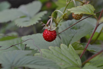 Strawberries. Fragaria vesca. Bushes of strawberry. Red juicy berries. Fragrant berries. Berries strawberries