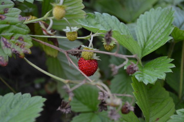 Strawberries. Fragaria vesca. Bushes of strawberry. Red juicy berries. Fragrant berries. Green leaves. Berries strawberries. Horizontal