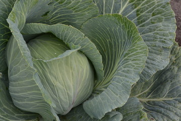 Obraz premium White cabbage. Close-up. Cabbage growing in the garden. Brassica oleracea. Growing cabbage. Field. Farm. Agriculture