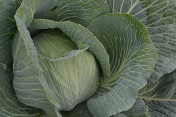 Fototapeta premium White cabbage. Close-up. Cabbage growing in the garden. Brassica oleracea. Growing cabbage. Field. Farm
