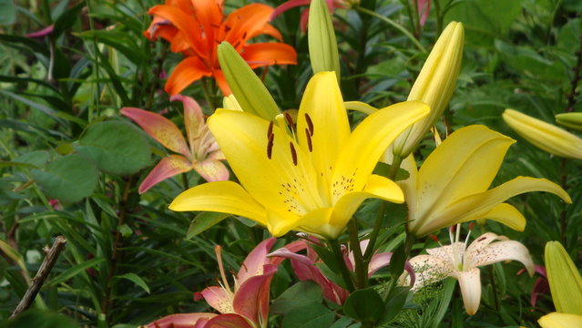 Varieties of lilies "MONA" Asian hybrids.The flowers are beautiful saturated bright yellow with brown long stamens in the summer garden.Grow in a clearing with other varieties of lilies