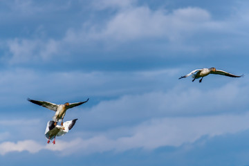 wild geese, white with black wings flying against a blue sky