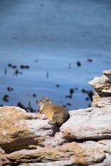 Klippschliefer sonnt sich