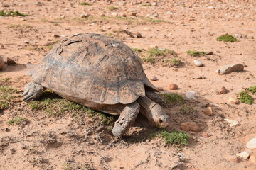 Afrikanische Landschildkröte