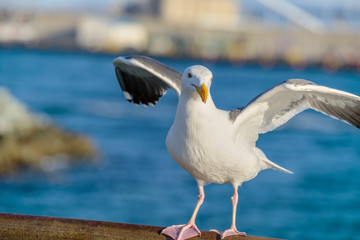 Dancing Seagull - A close-up view of a seagull spreading its wings while standing on a dock hand rail in soft evening sunlight.