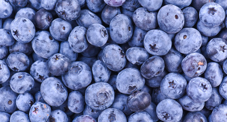 Freshly picked blueberries with drops of dew. Blueberries background